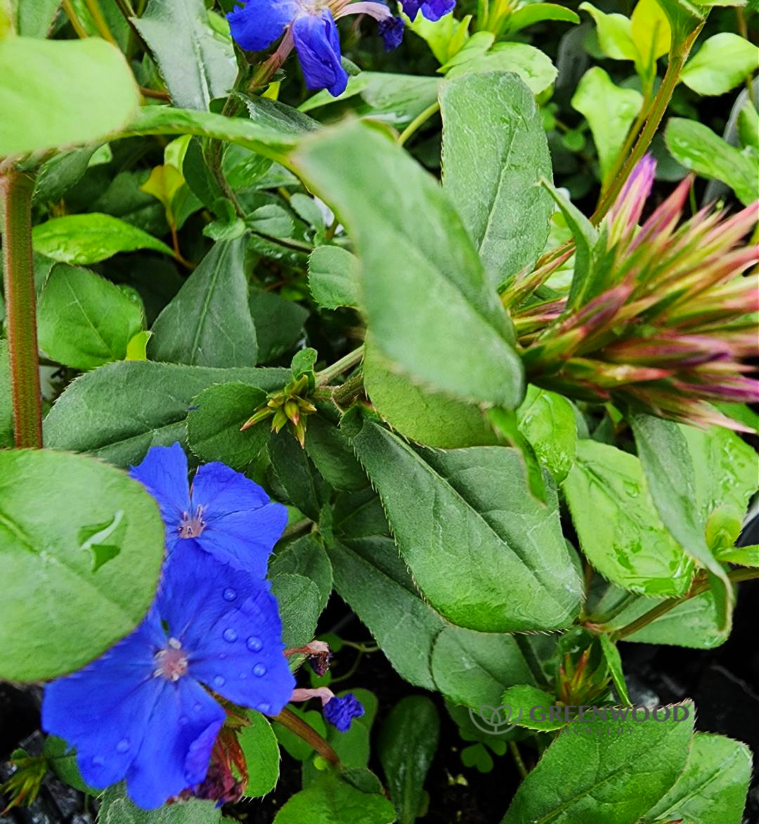 dwarf plumbago in May