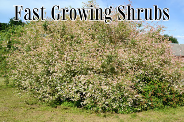 Fast Growing Shrubs