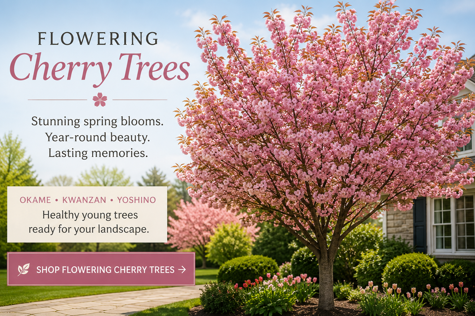 Shop Flowering Cherry Trees