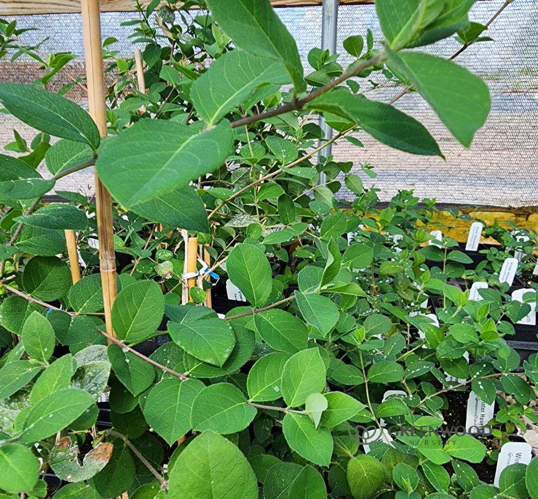 link to buy fragrant winter honeysuckle
