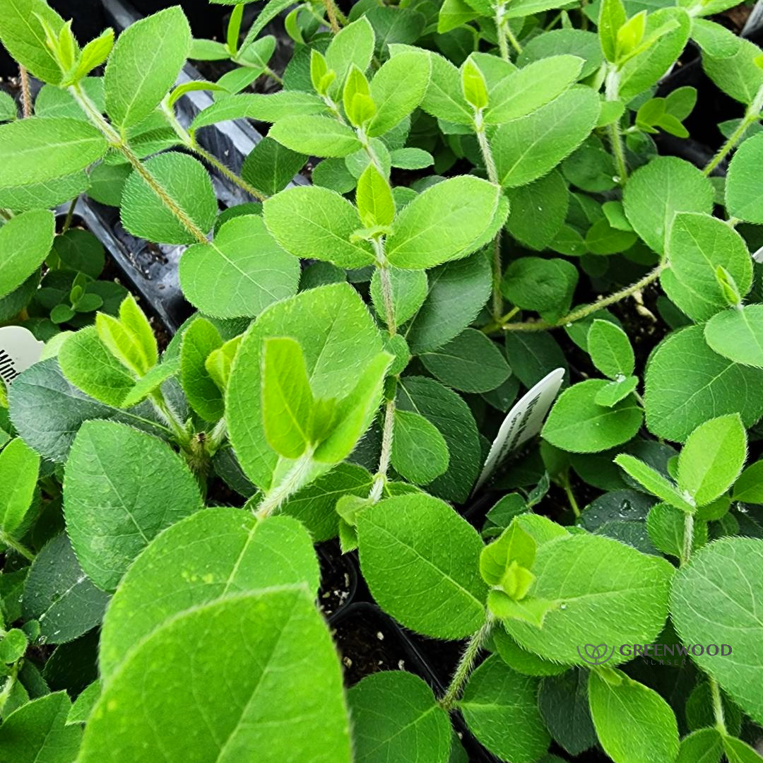 Shop Fragrant Winter Honeysuckle Shrubs