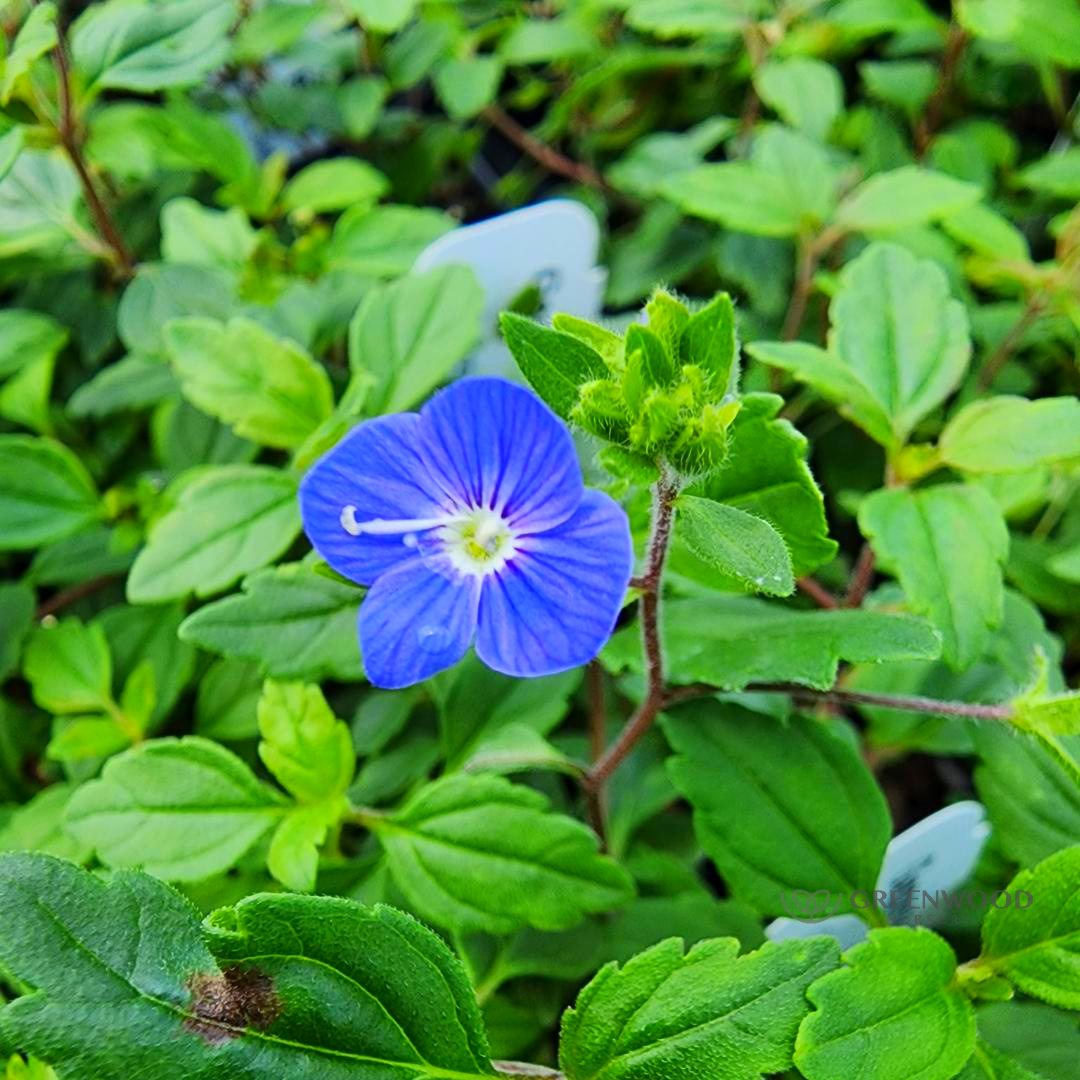 Shop Veronica Georgia Blue Perennial