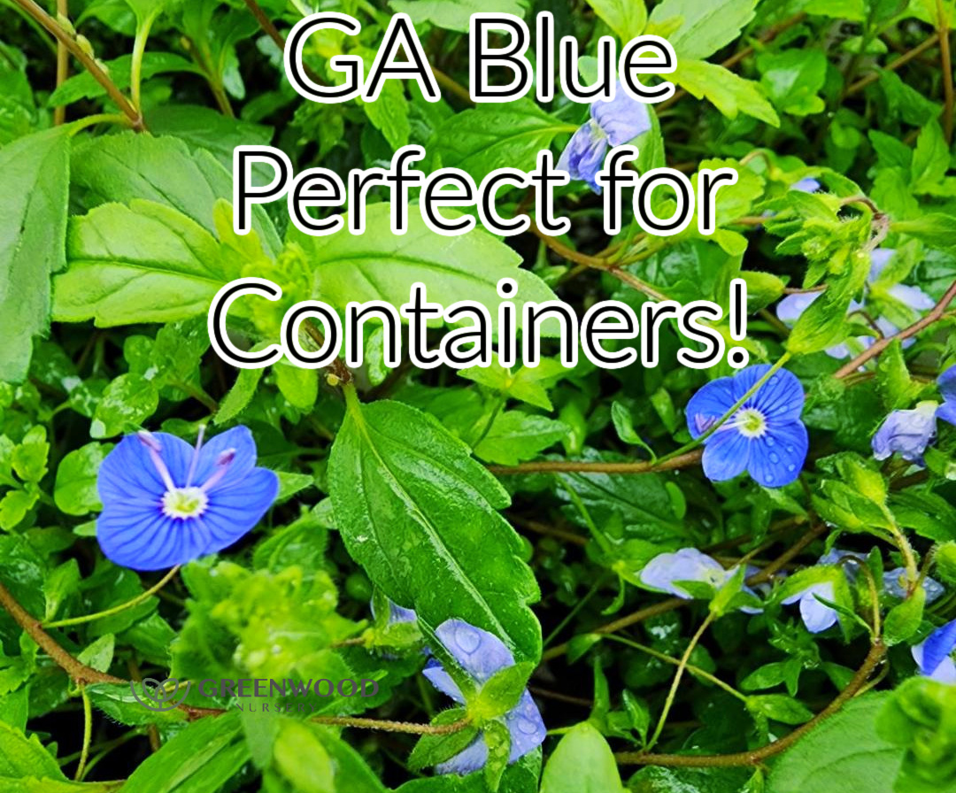 GA Bue Veronica perfect for containers