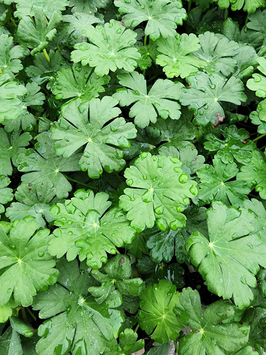 Biokovo Geranium perennial fall foliage