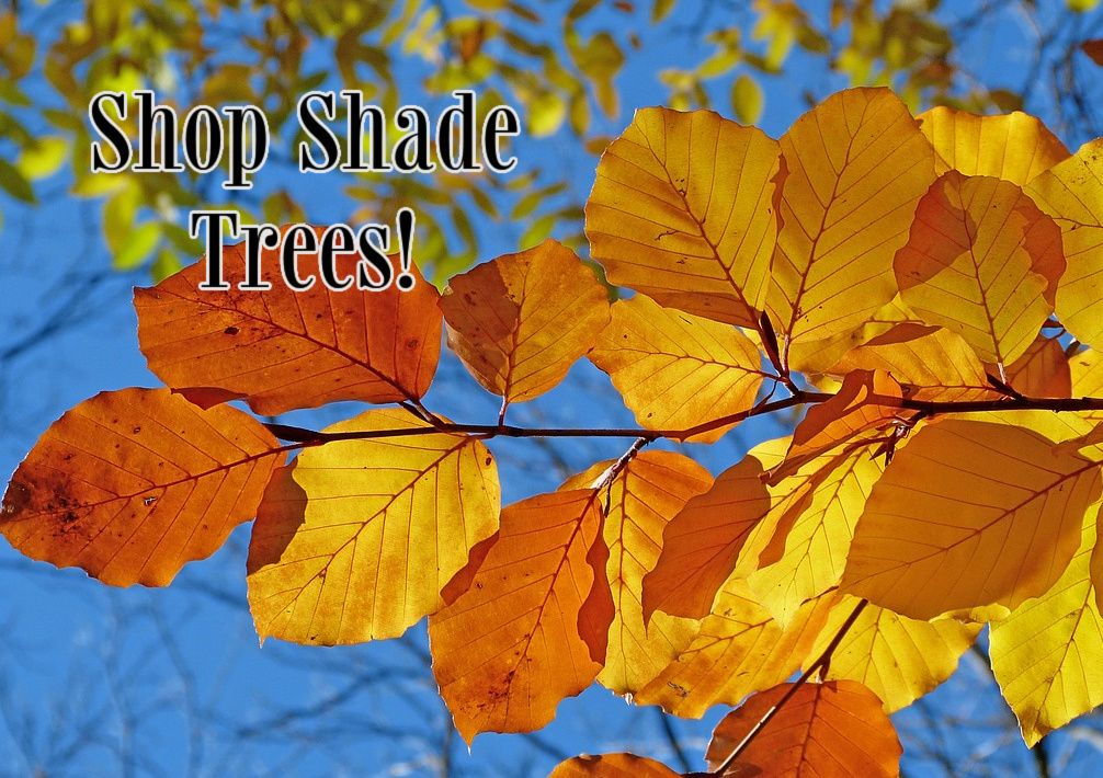 link to shopping our shade tree varieties