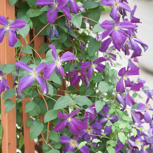 Shop Clematis Vines