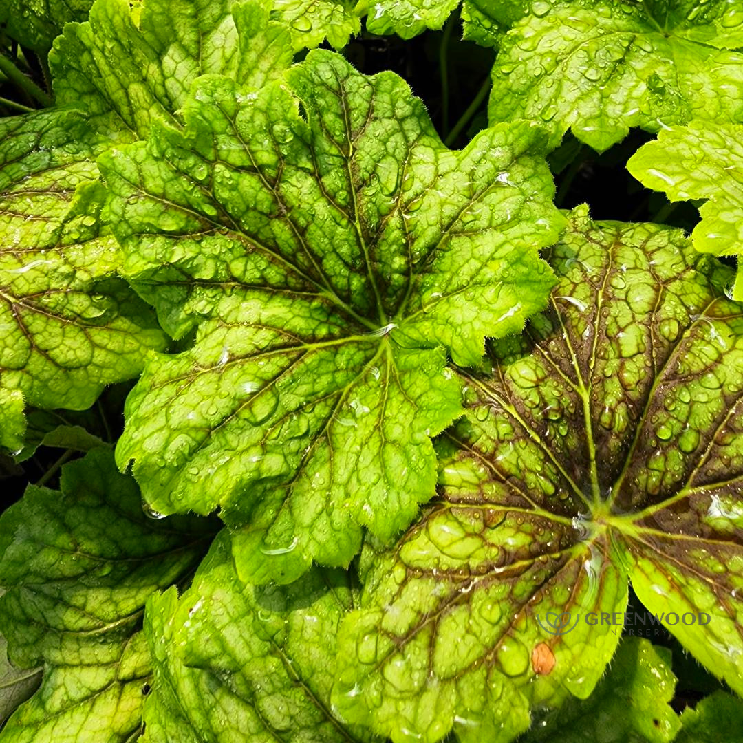 Shop Red Lightning Heuchera Evergreen Perennial
