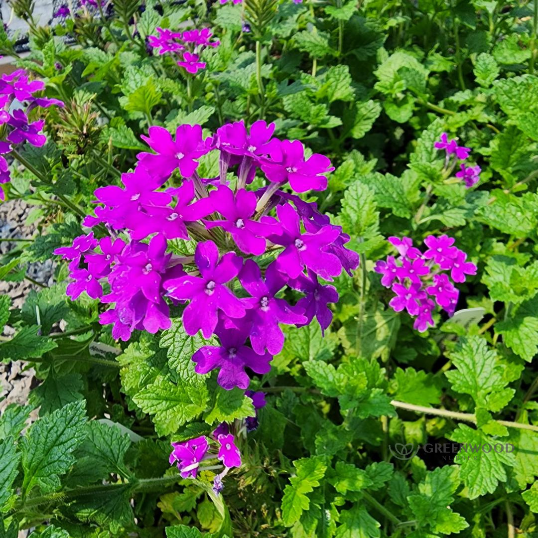 Shop Homestead Purple Long Flowering Verbena