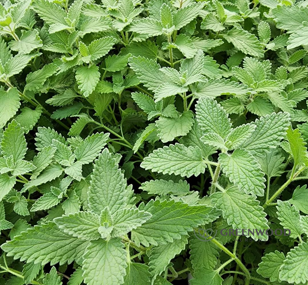 link to buy jr walker catmint nepeta plants