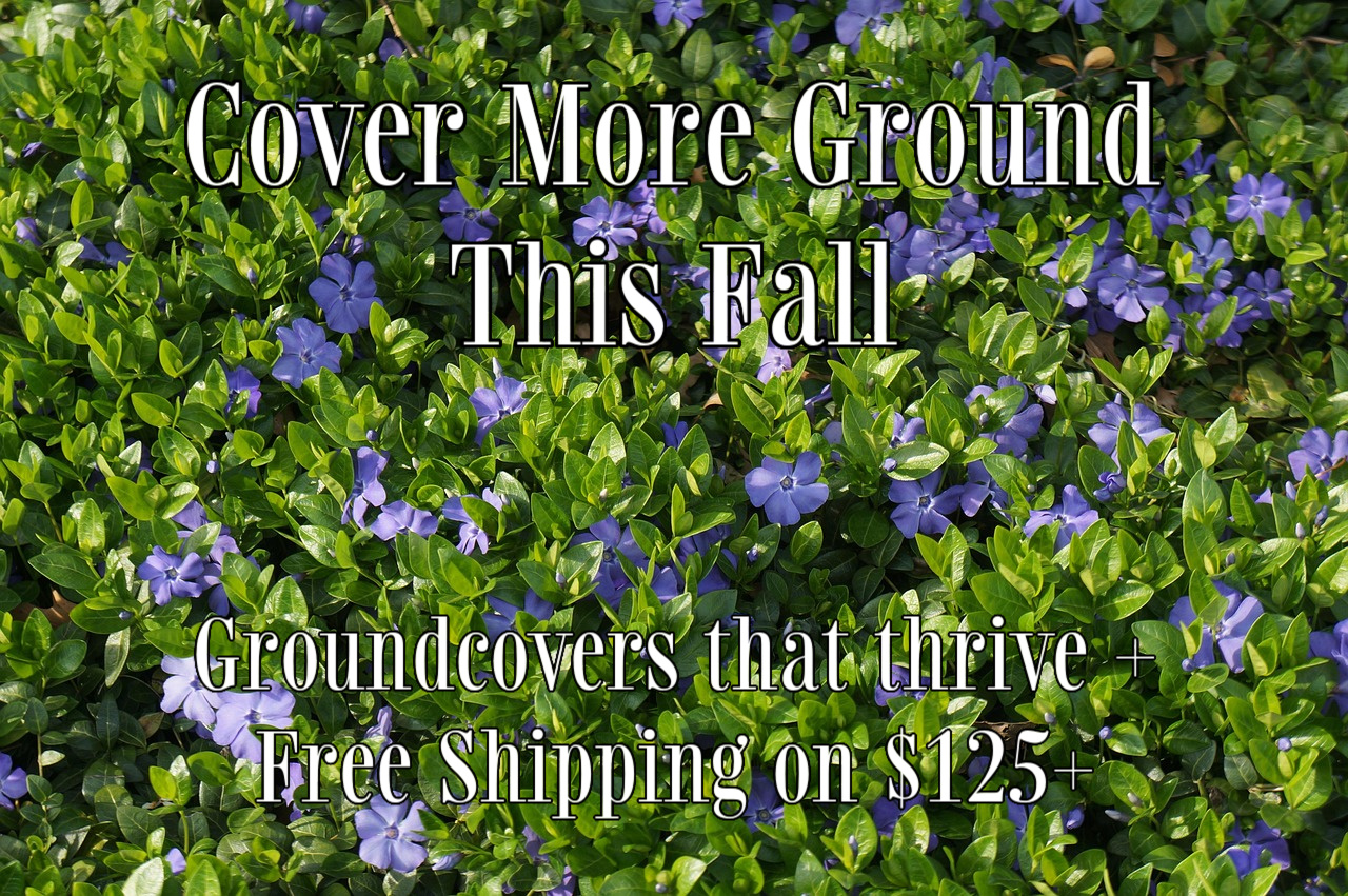 Cover More Ground With Groundcovers This Fall