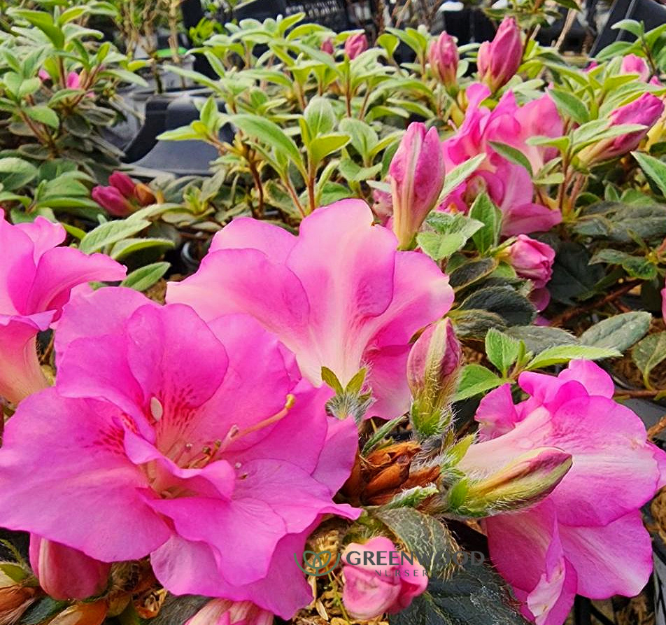 Azaleas double purple blooms