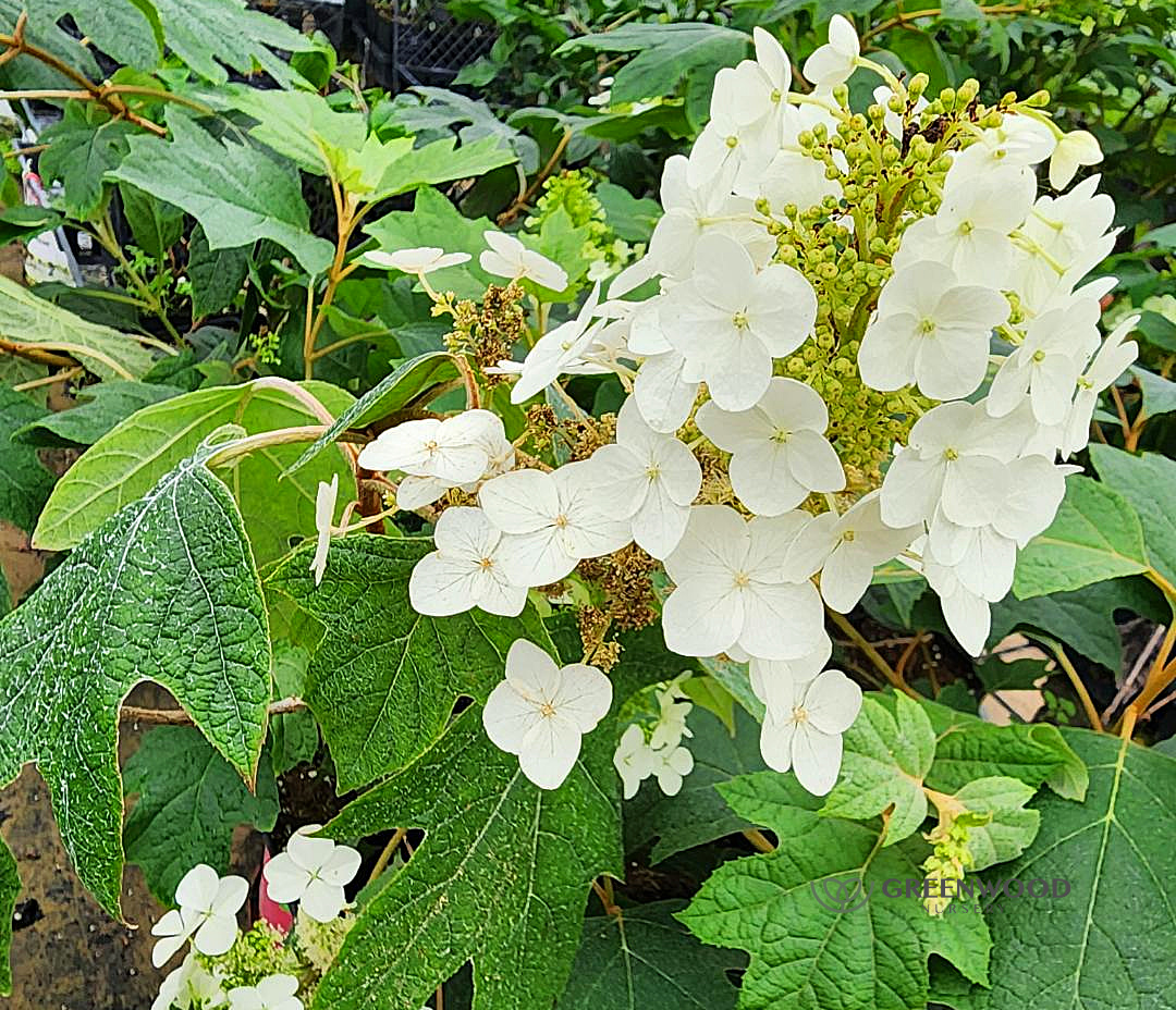 flowers of the pee wee oakleaf hydrangea