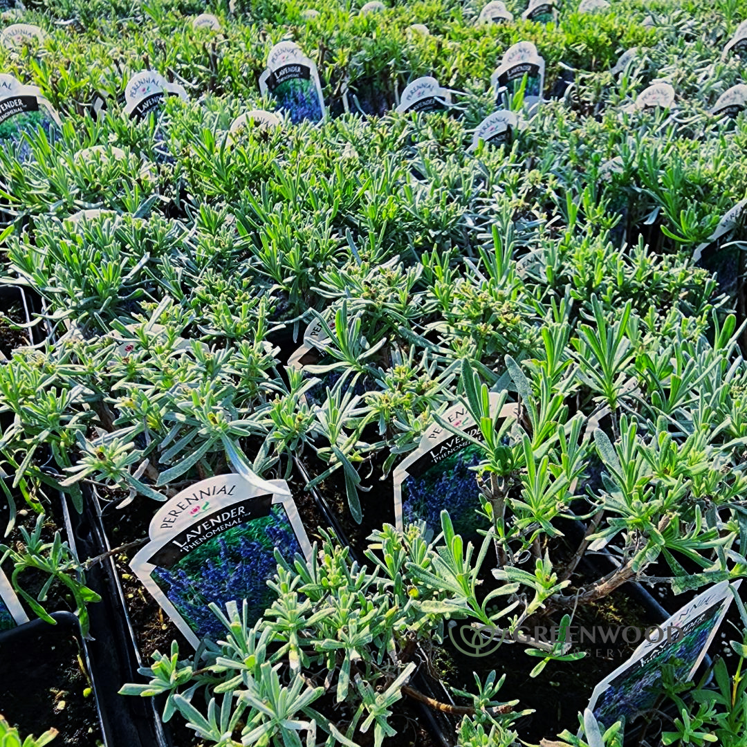 link to shop Phenomenal Lavender