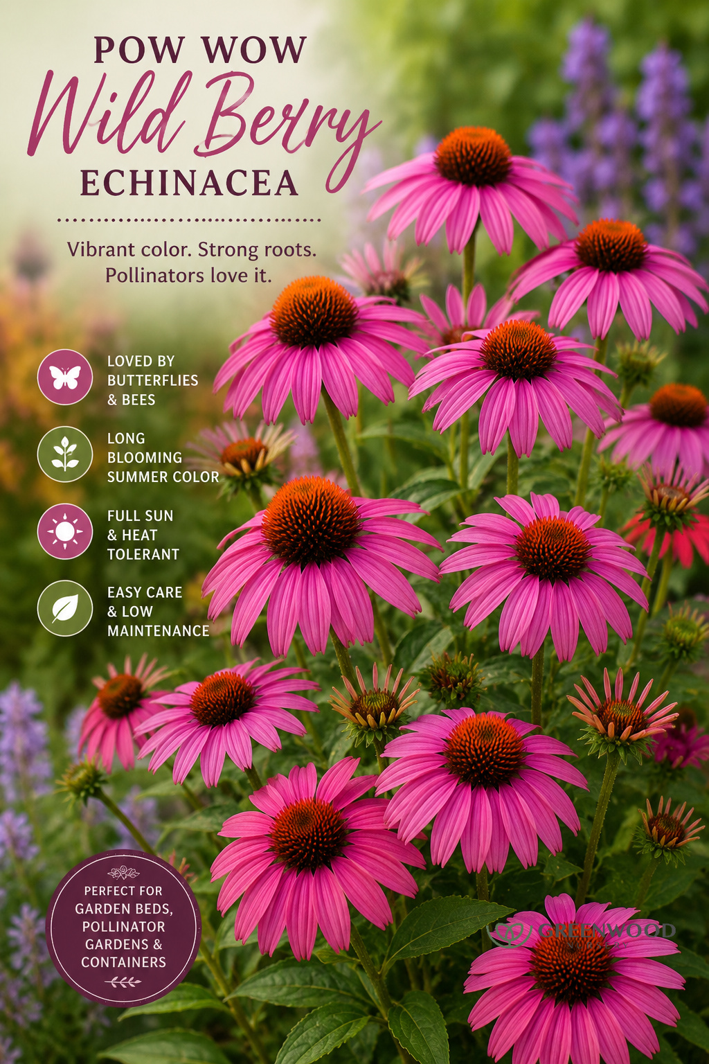 Pow Wow Wild Berry Coneflower Perennial