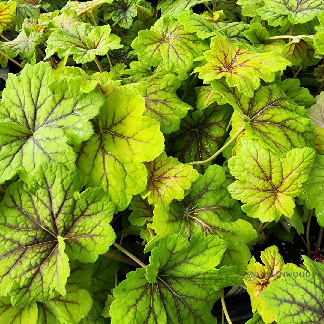 Heuchera Evergreen Perennials
