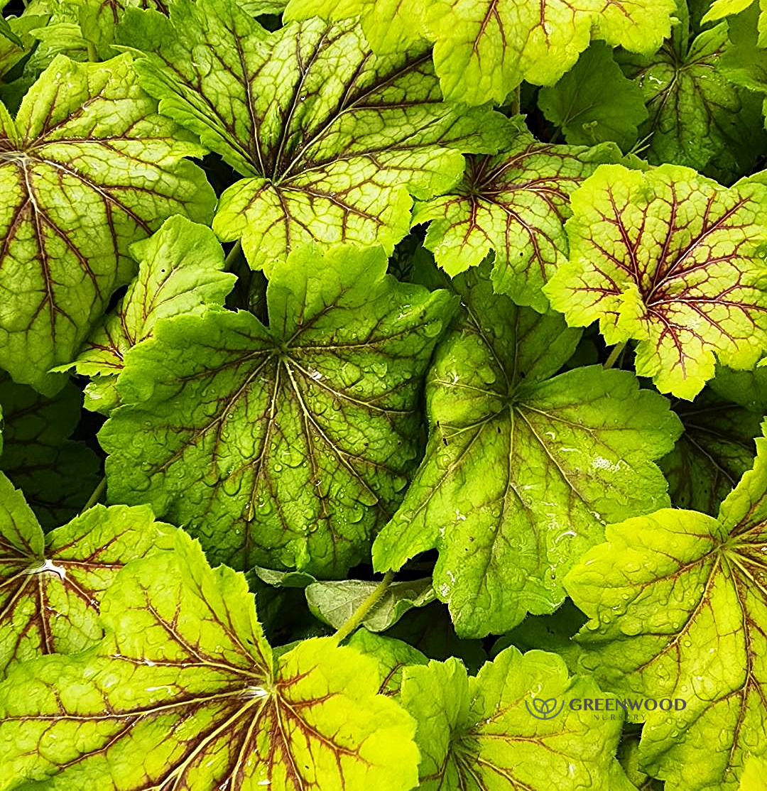 bright leaf colors of red lightning heuchera