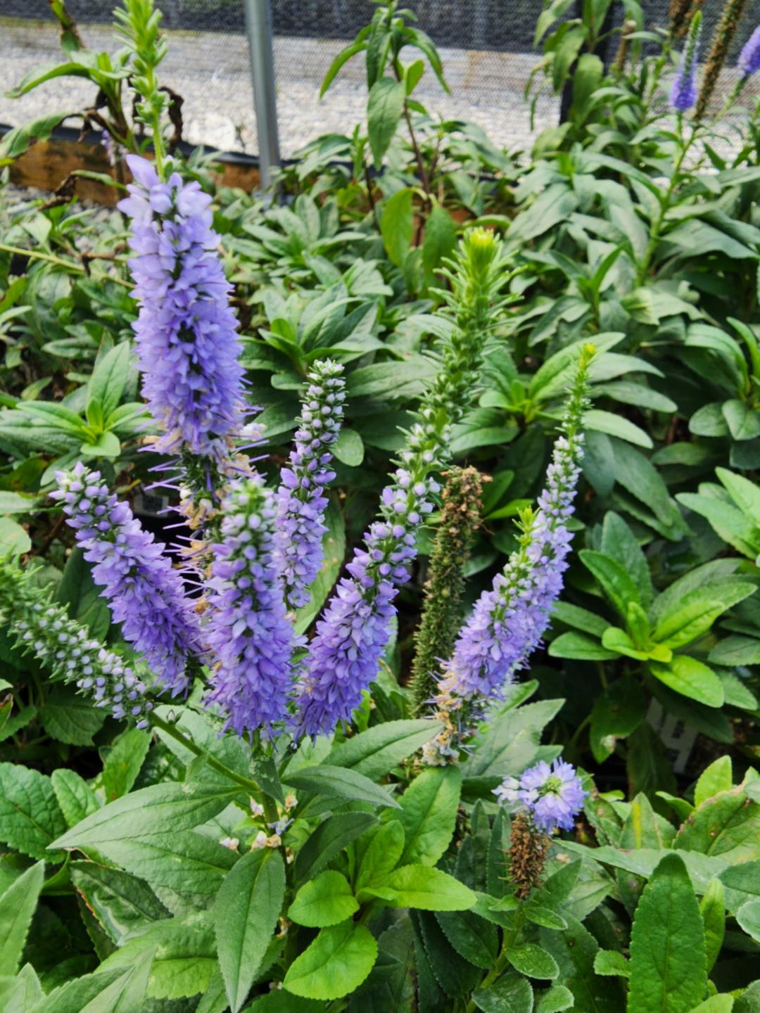 Shop Our Veronica Perennials