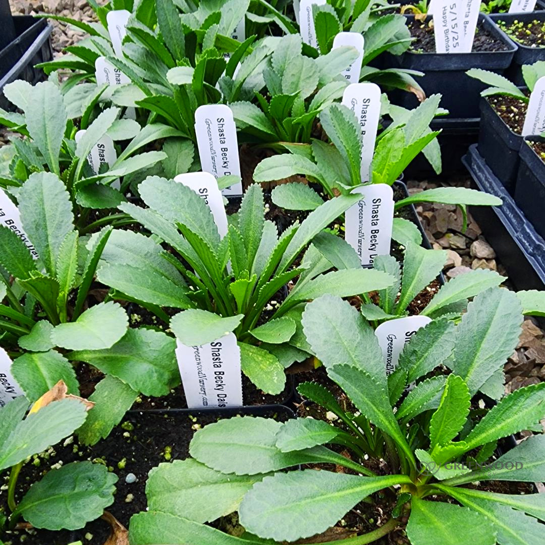 Shasta Daisy Becky - Learn More