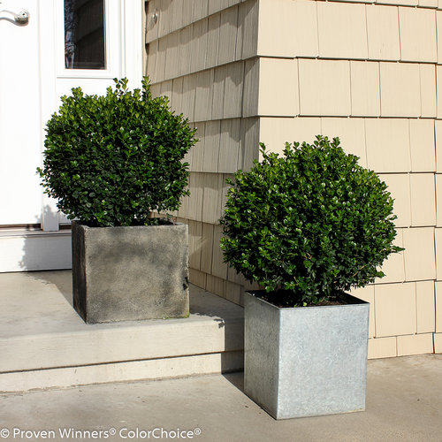 Sprinter Boxwood Shrubs