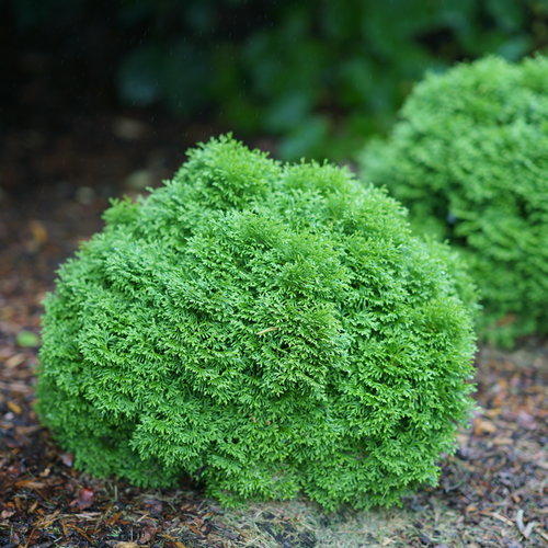 tater tot evergreen shrub