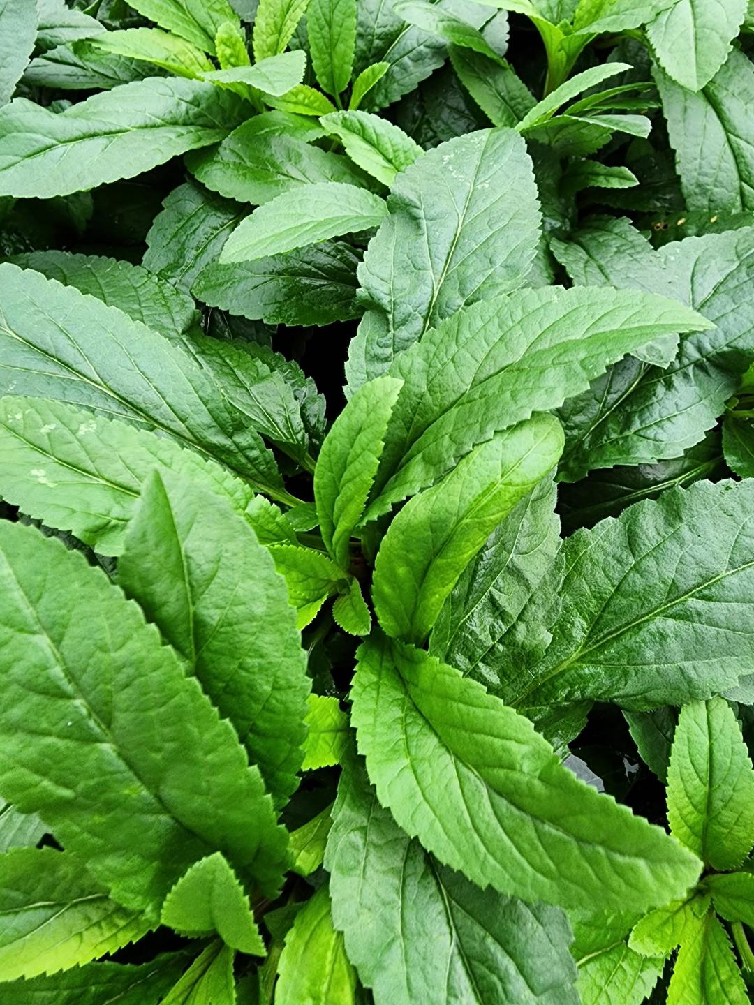 veronica royal candles fall foliage