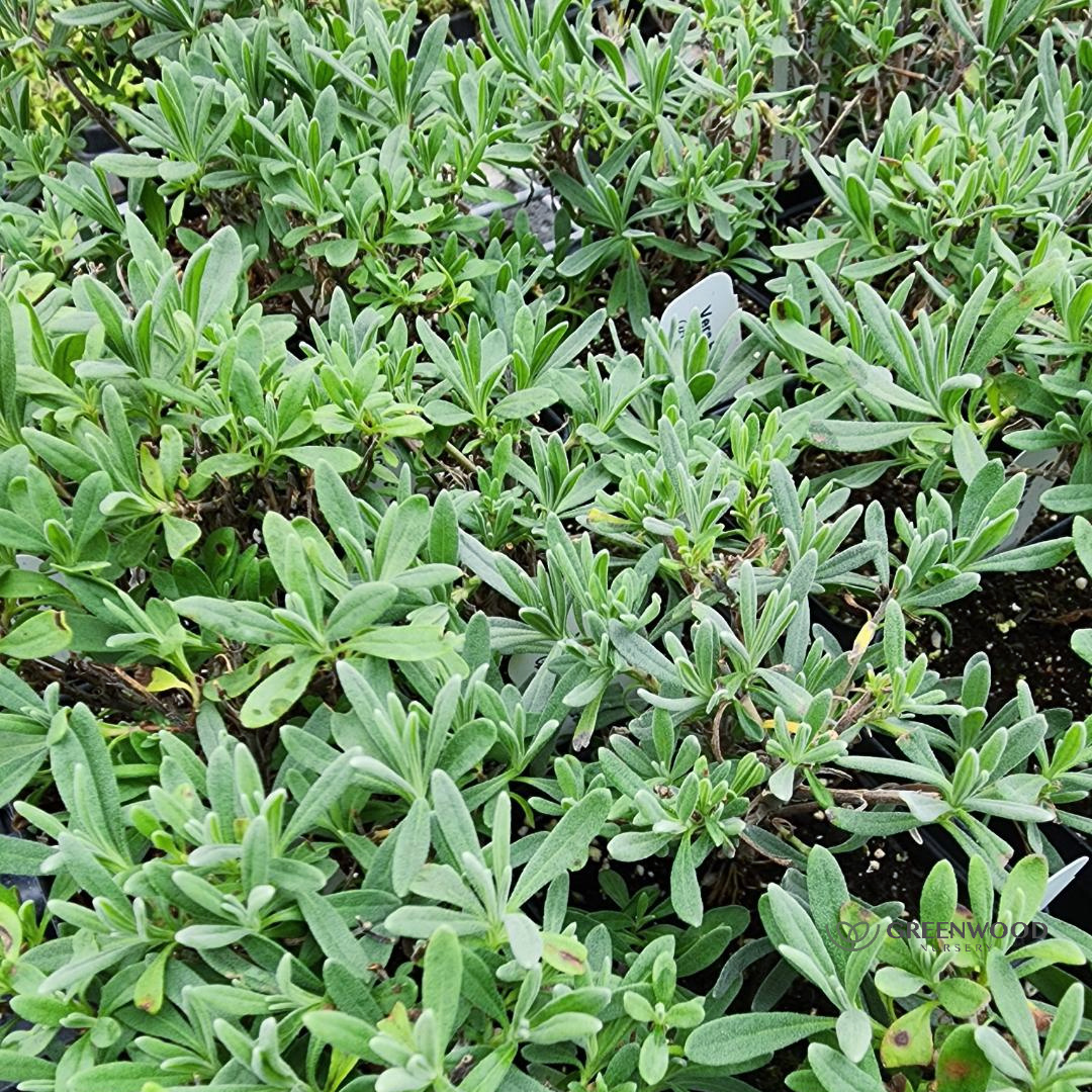 Shop Vera Lavender Plant