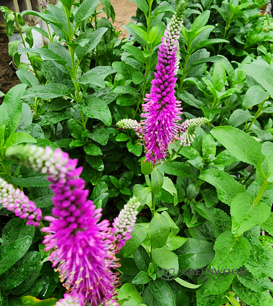 Mountain Mint spring foliage