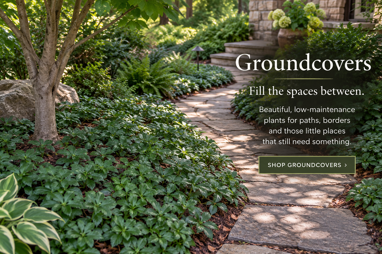 Shop Groundcover Plants