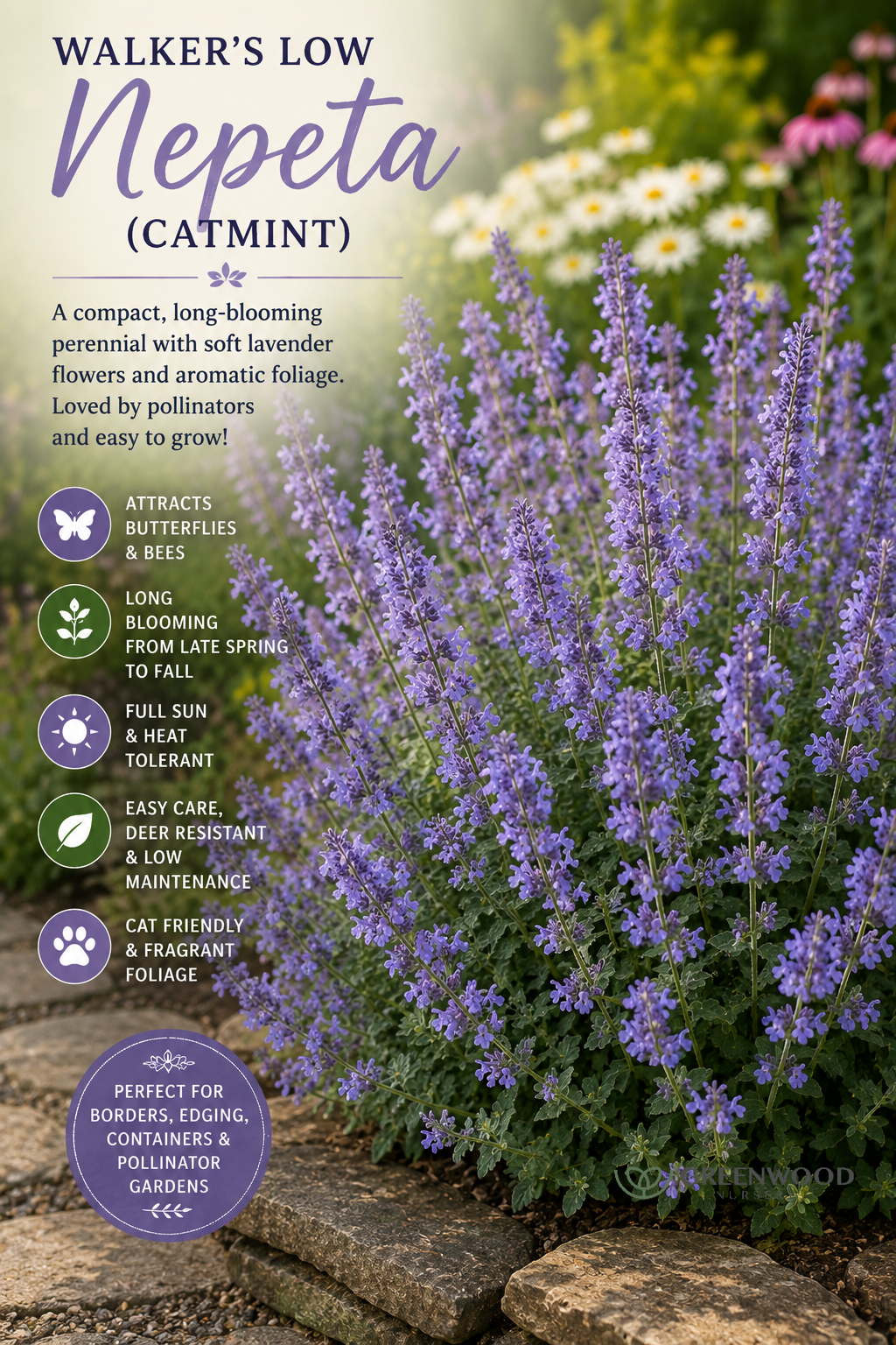 Walkers Low Nepeta