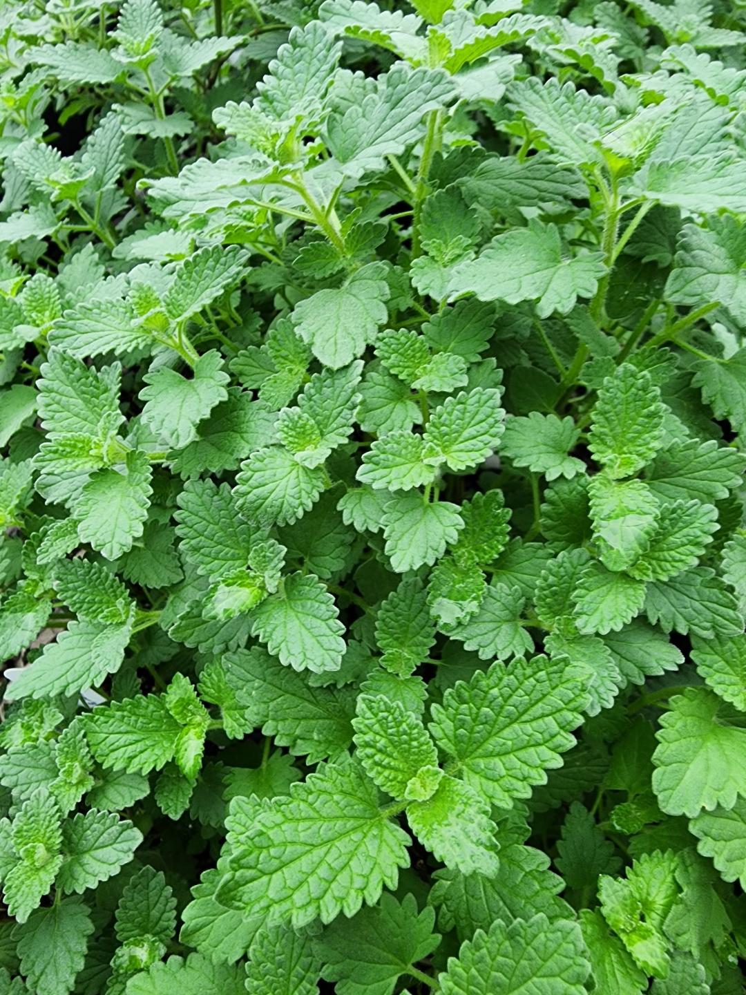 walkers low catmint fall foliage