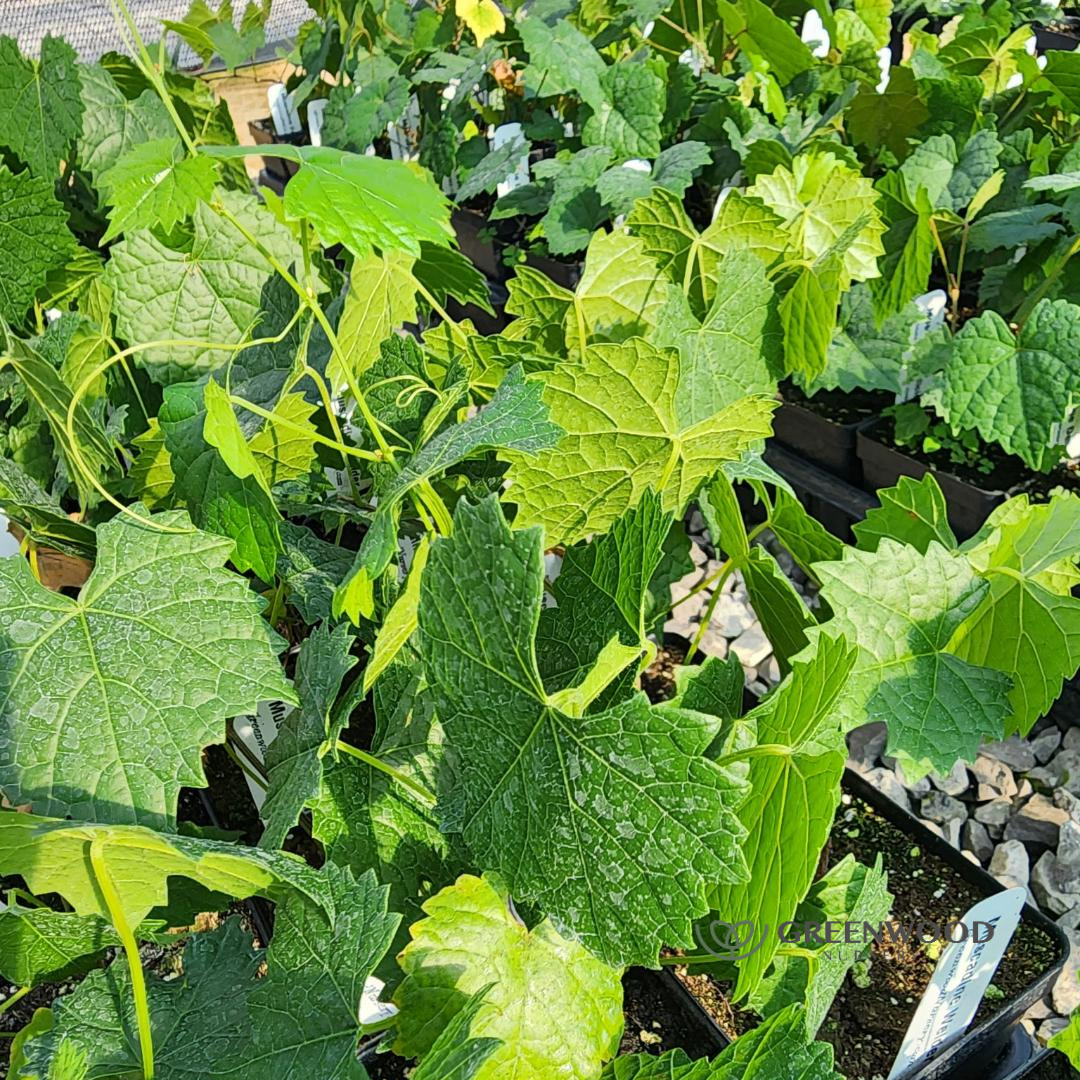 link to buy Welder Muscadine