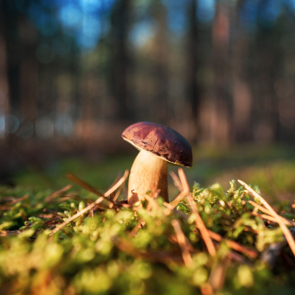 A small mushroom sprouts from the sunny forest floor.
