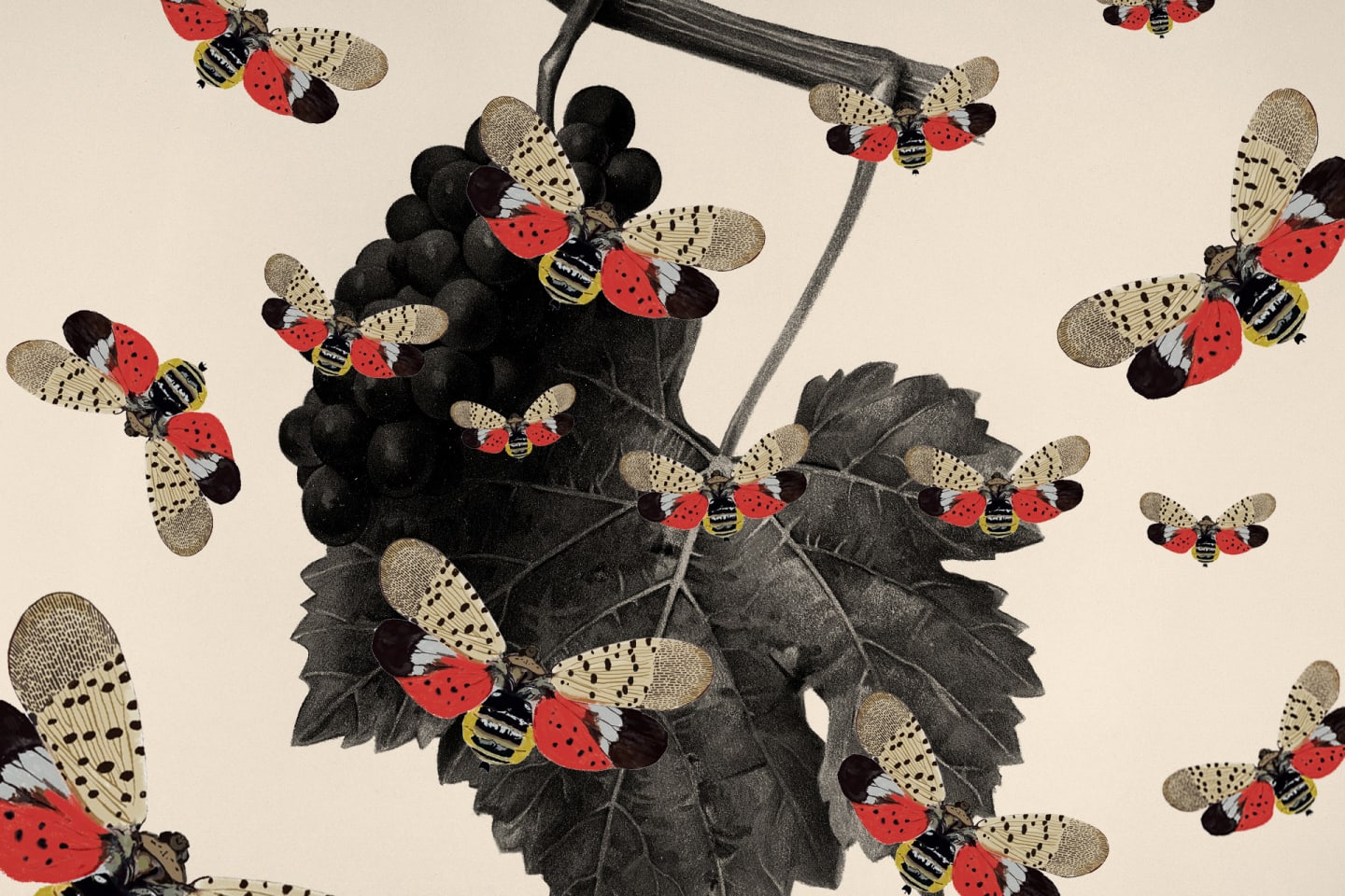 In the Ware Against Lanternflies, East Coast Wineries Are Getting Creative