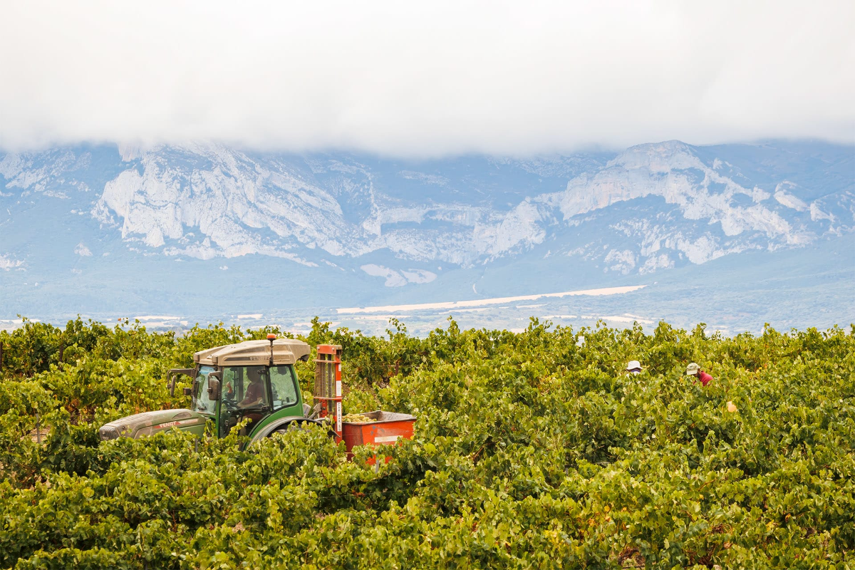 Can White Rioja Break Through?