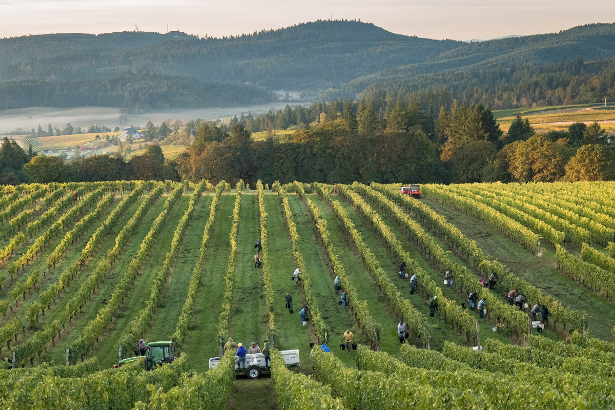 Put This Windy Oregon AVA on Your Radar for Pinot Noir and Chardonnay