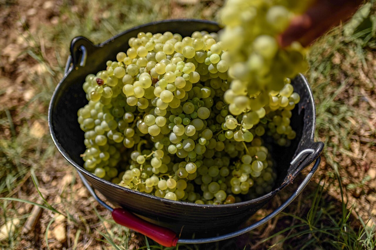 6 Essential Grapes to Understand Cava