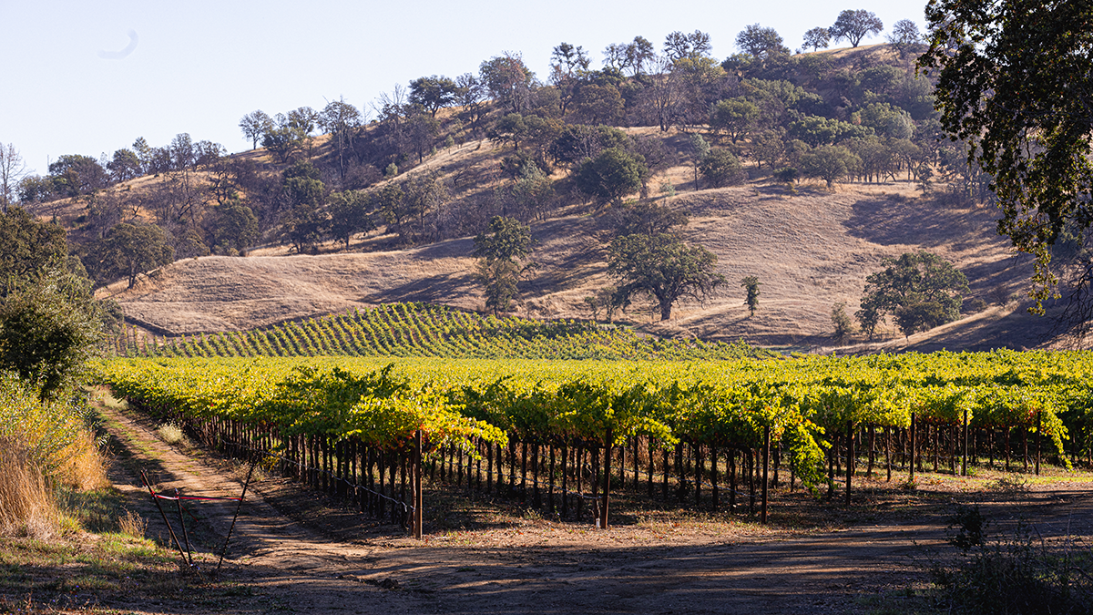 Method Wines