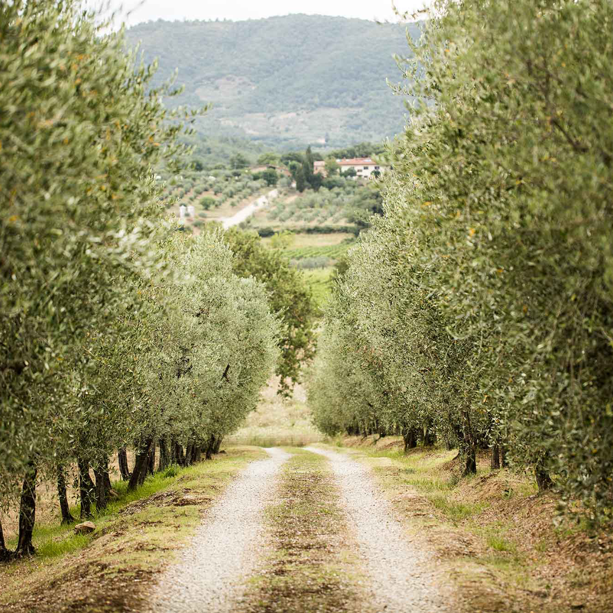 Tenuta Sette Ponti