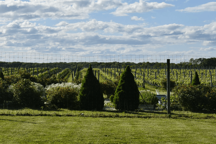 Mattebella Vineyards