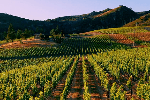 Mountain Terraces Winery & Vineyards