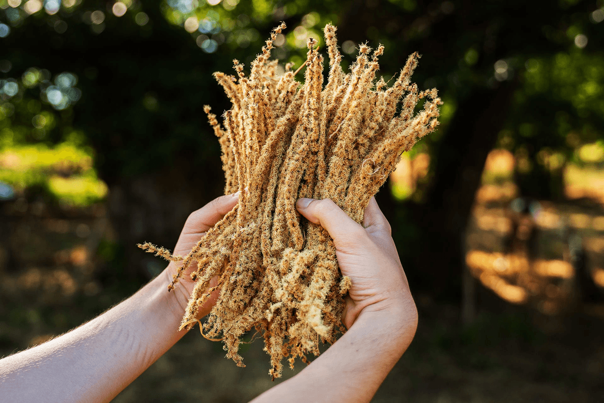 Sulfur Who? These Wineries Are Using Natural Alternatives