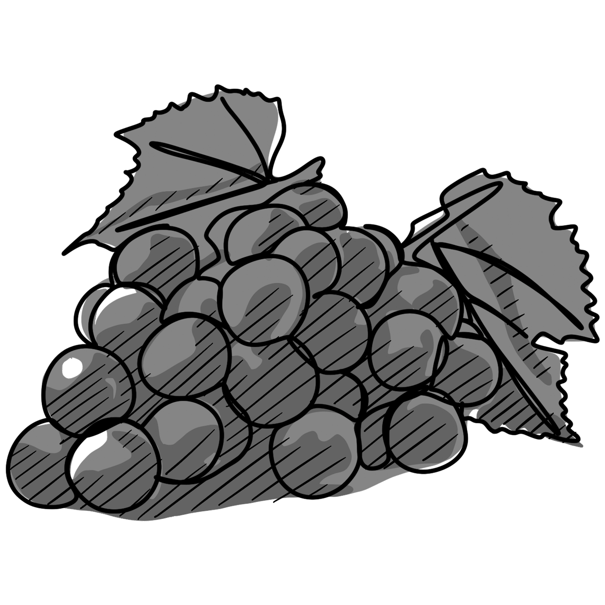 Common wine grapes and their characteristics.