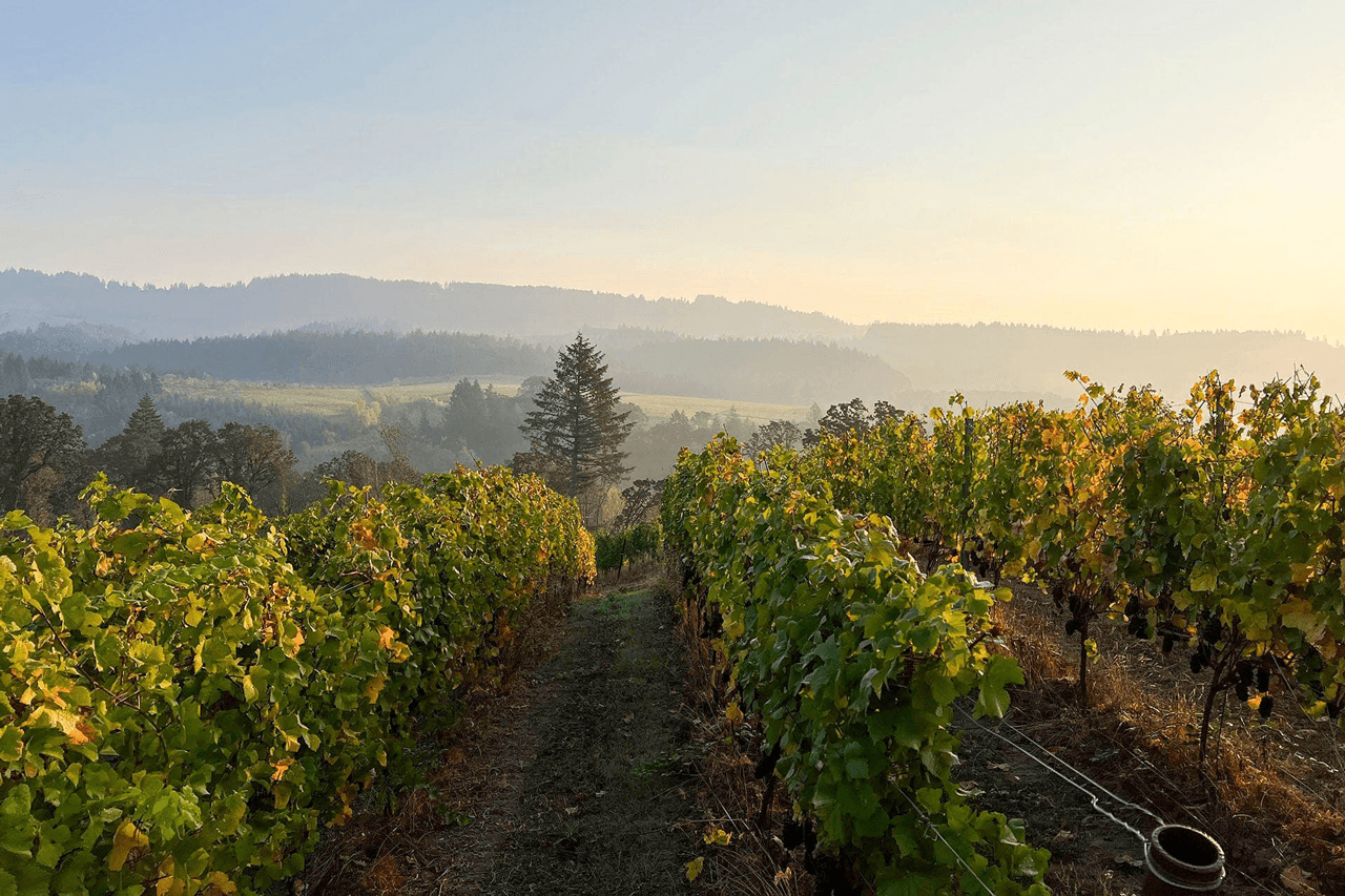 Why Oregon's Dundee Hills AVA Is Just Right for Pinot Noir and Chardonnay