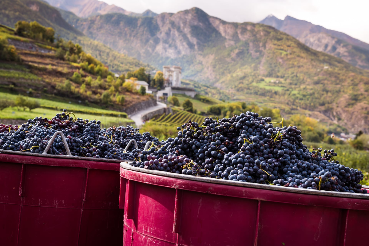 7 Up-and-Coming Wine Regions That Should Be on Your Radar