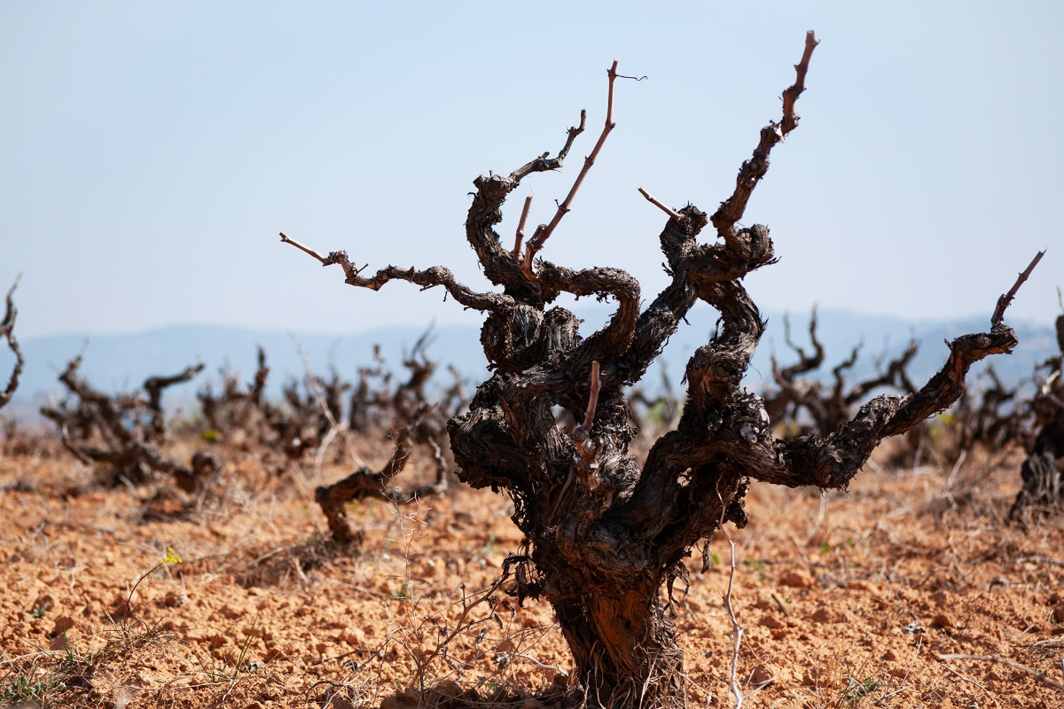 The Magic (and Madness) of Head-Trained Vines