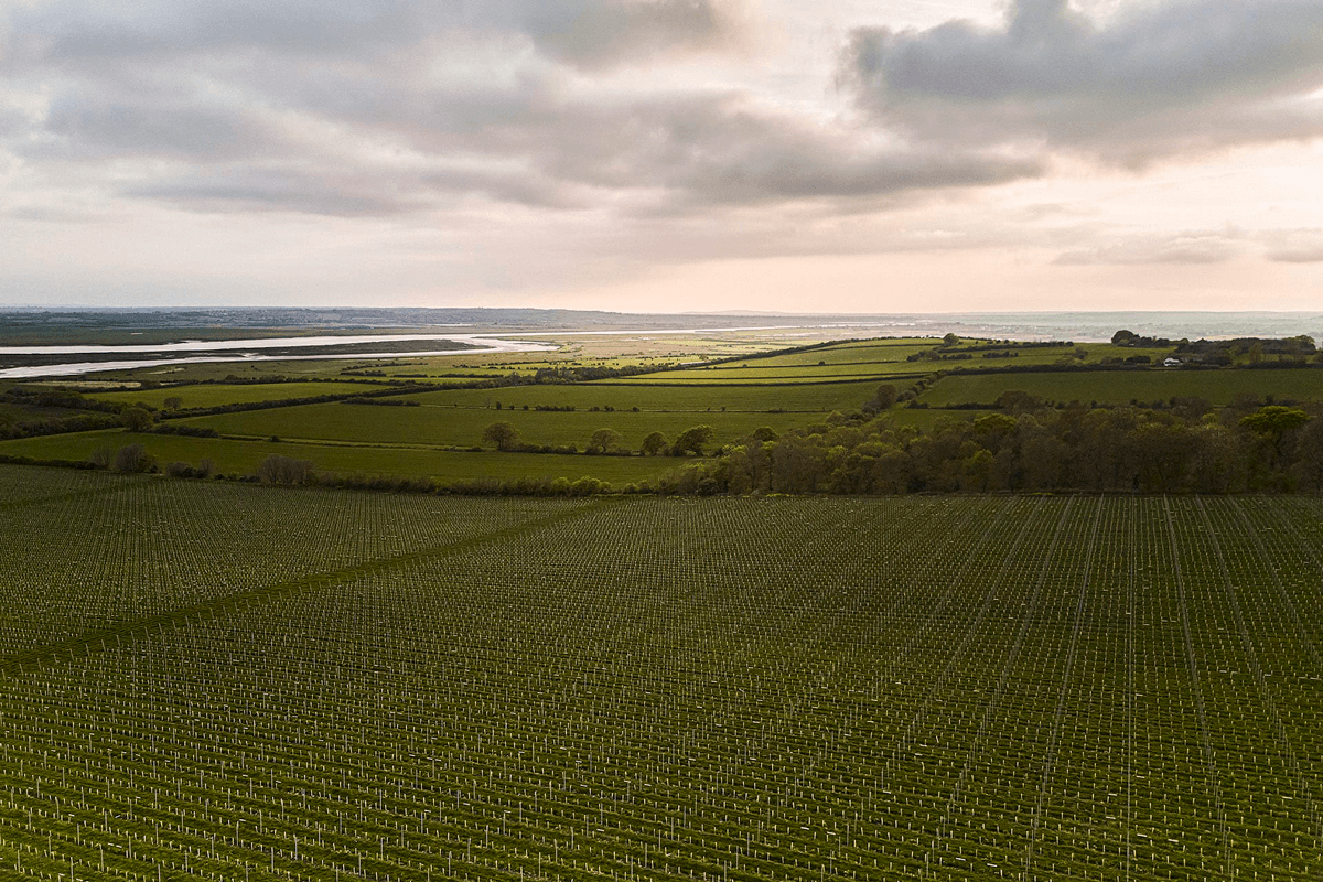In All Its Sparkling Glory, English Wine Continues Its Meteoric Rise
