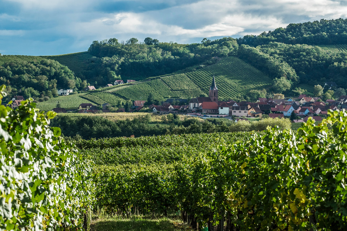Alsatian Pinot Noir 101
