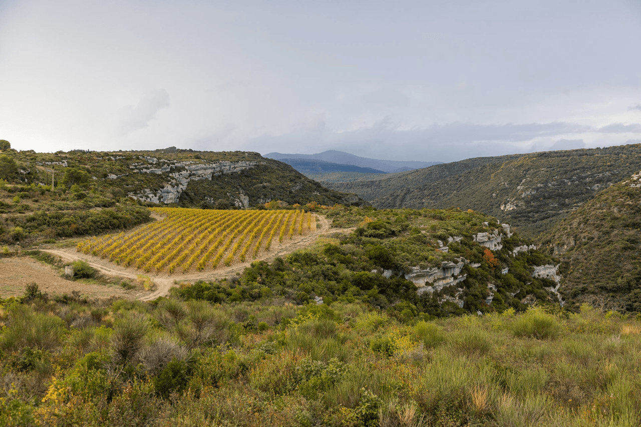 Long Underestimated, This Wine Region Is the Secret Star of French Tourism