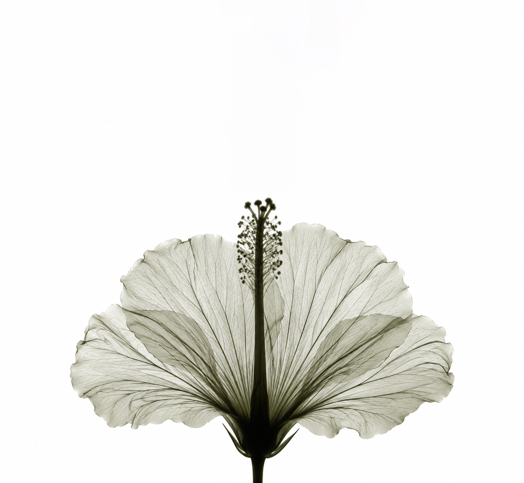 Hibiscus flower detail